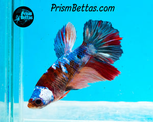 Marble Halfmoon Female