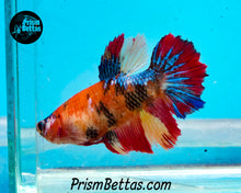 Load image into Gallery viewer, Candy Koi Halfmoon Female