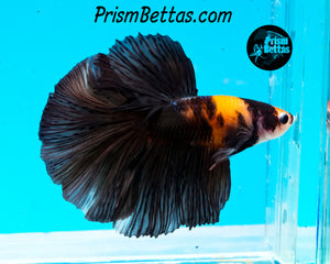 Bumblebee Koi Halfmoon Male