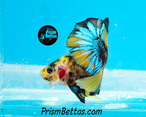 Yellow Koi Halfmoon Plakat Male