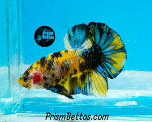 Yellow Koi Halfmoon Plakat Male