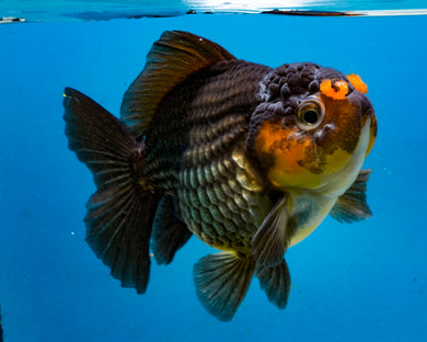 Apache Godzilla Oranda Male (4 inches) Imported in Thailand