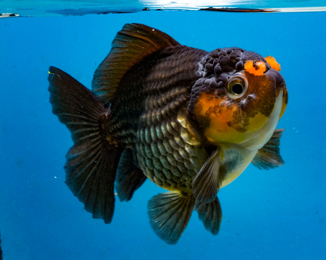 Apache Godzilla Oranda Male (4 inches) Imported in Thailand