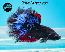 Load image into Gallery viewer, Blacklight Marble Rosetail Halfmoon Male