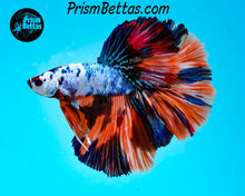 Load image into Gallery viewer, Rainbow Marble Halfmoon Male
