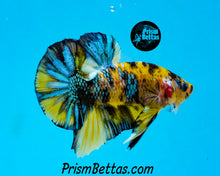 Load image into Gallery viewer, Yellow Koi Halfmoon Plakat Male