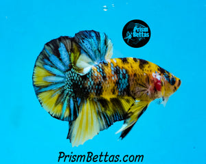 Yellow Koi Halfmoon Plakat Male