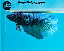 Load image into Gallery viewer, Blackstar Marble Halfmoon Female