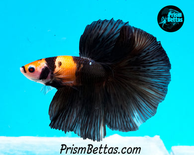 Bumblebee Koi Halfmoon Male