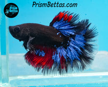 Load image into Gallery viewer, Blacklight Marble Rosetail Halfmoon Male
