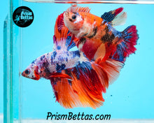 Load image into Gallery viewer, Rainbow Marble Halfmoon Male