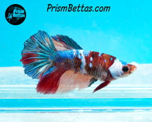 Load image into Gallery viewer, Marble Halfmoon Female