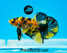 Load image into Gallery viewer, Yellow Koi Halfmoon Plakat Male