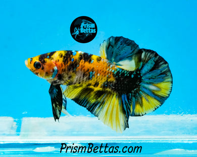 Yellow Koi Halfmoon Plakat Male