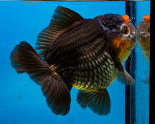 Load image into Gallery viewer, Apache Godzilla Oranda Male (4 inches) Imported in Thailand