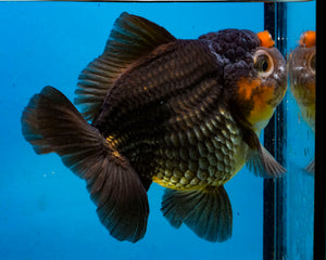 Apache Godzilla Oranda Male (4 inches) Imported in Thailand