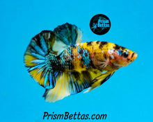 Load image into Gallery viewer, Yellow Koi Halfmoon Plakat Male