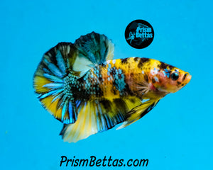 Yellow Koi Halfmoon Plakat Male