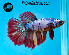 Load image into Gallery viewer, Rainbow Marble Halfmoon Female