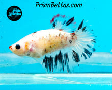 Load image into Gallery viewer, Marble Halfmoon Female