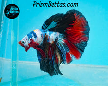 Load image into Gallery viewer, Rainbow Marble Halfmoon Male