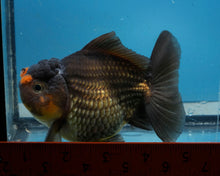 Load image into Gallery viewer, Apache Godzilla Oranda Male (4 inches) Imported in Thailand