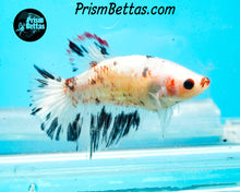 Load image into Gallery viewer, Marble Halfmoon Female