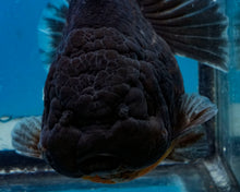 Load image into Gallery viewer, Black Godzilla Oranda Male (3.5 inches) Imported in Thailand