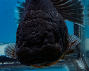 Black Godzilla Oranda Male (3.5 inches) Imported in Thailand