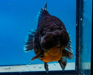 Black Godzilla Oranda Male (3.5 inches) Imported in Thailand