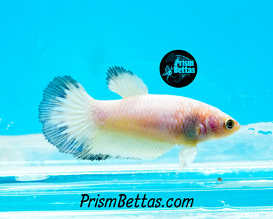 Blue Rim Marble Halfmoon Female