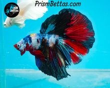 Load image into Gallery viewer, Rainbow Marble Halfmoon Male