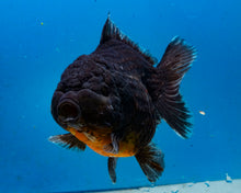 Load image into Gallery viewer, Black Godzilla Oranda Male (3.5 inches) Imported in Thailand