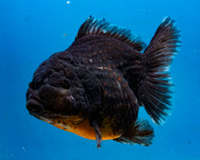 Load image into Gallery viewer, Black Godzilla Oranda Male (3.5 inches) Imported in Thailand