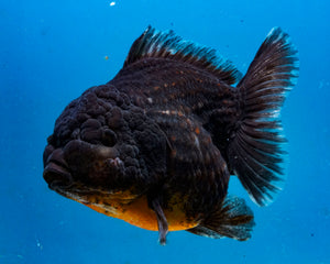 Black Godzilla Oranda Male (3.5 inches) Imported in Thailand