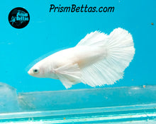 Load image into Gallery viewer, White Dumbo Halfmoon Female