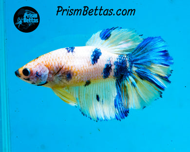 Marble Halfmoon Female