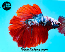 Load image into Gallery viewer, Marble Halfmoon Male