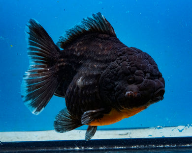Black Godzilla Oranda Male (3.5 inches) Imported in Thailand