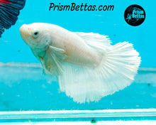 Load image into Gallery viewer, White Dumbo Halfmoon Female