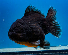 Load image into Gallery viewer, Black Godzilla Oranda Male (3.5 inches) Imported in Thailand