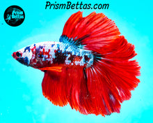 Load image into Gallery viewer, Marble Halfmoon Male