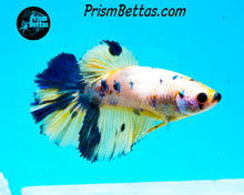 Load image into Gallery viewer, Marble Halfmoon Female