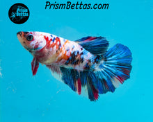 Load image into Gallery viewer, Rainbow Marble Halfmoon Female