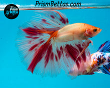 Load image into Gallery viewer, Dalmatian Halfmoon Male