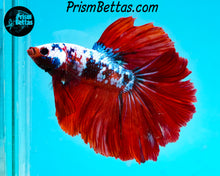 Load image into Gallery viewer, Marble Halfmoon Male