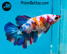 Load image into Gallery viewer, Rainbow Marble Halfmoon Female