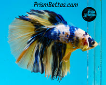 Load image into Gallery viewer, Marble Halfmoon Male