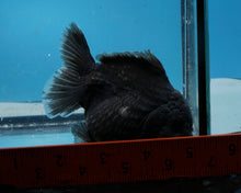 Load image into Gallery viewer, Black Godzilla Oranda Male (3.5 inches) Imported in Thailand
