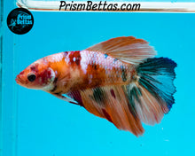 Load image into Gallery viewer, Candy Koi Halfmoon Female